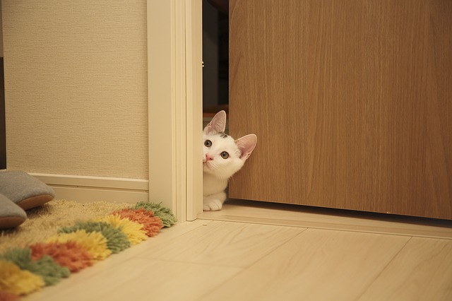 cat privacy