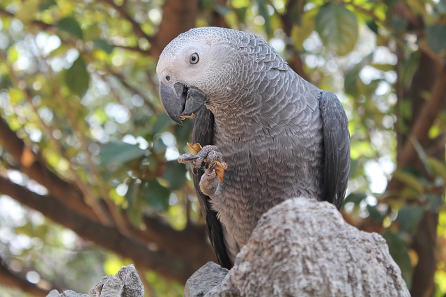Gray parrots