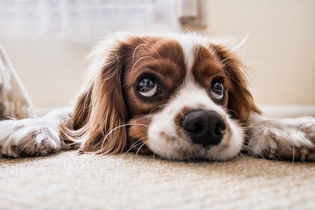 Living with or without a pet